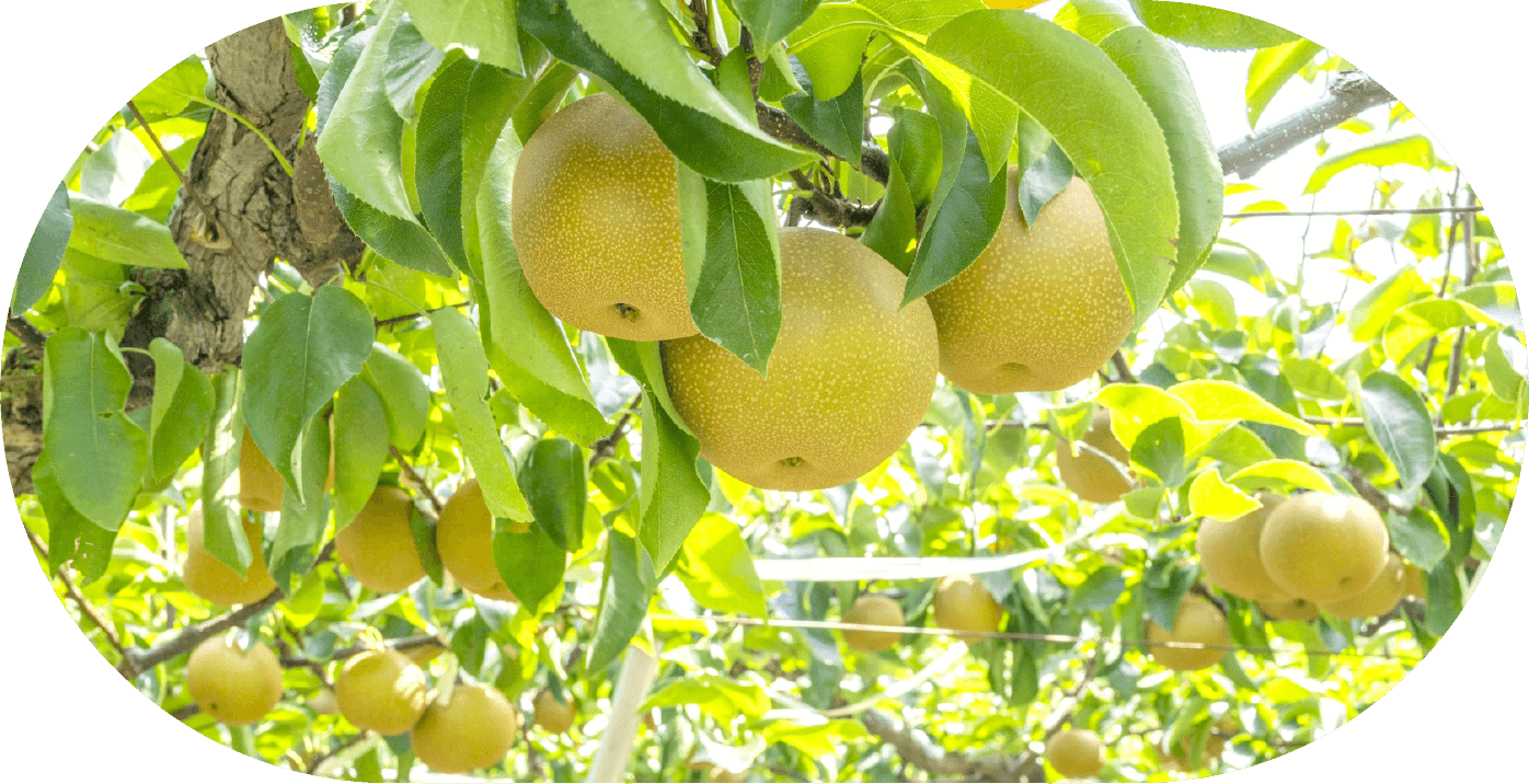 高瀬柿（葉隠柿）